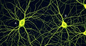 Closed-Loop Optogenetics in Freely Moving Mice